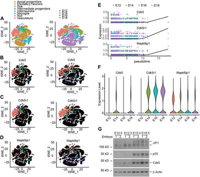 Timing dependent neuronal migration is regulated by Cdk5-mediated phosphorylation of JIP1